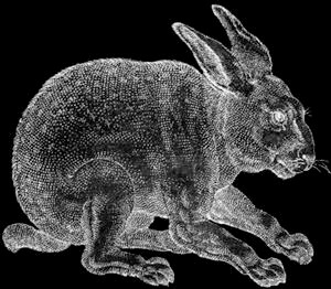 lepus