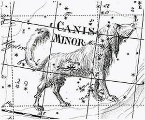 canis minor